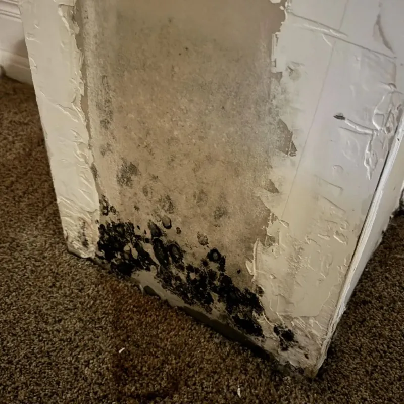 Professional Mold Removal in Hysham, MT